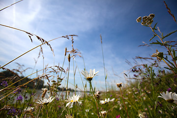 Image showing Summer meadow