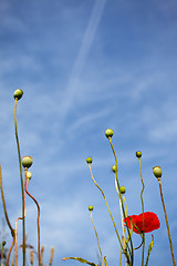 Image showing Wild Poppies