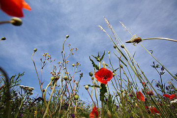 Image showing Wild Poppies