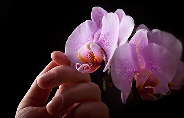 Image showing Pink Orchid