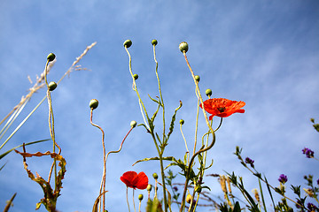 Image showing Wild Poppies