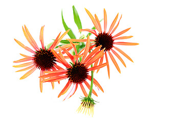 Image showing echinacea flowers