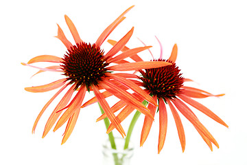 Image showing echinacea flowers