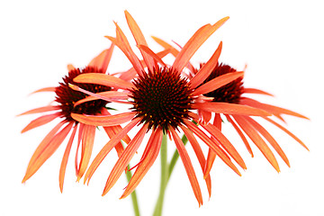 Image showing echinacea flowers