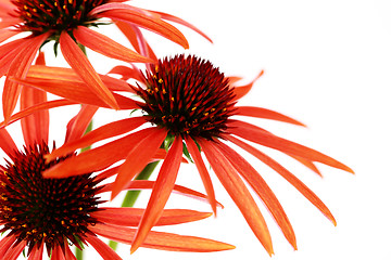 Image showing echinacea flowers