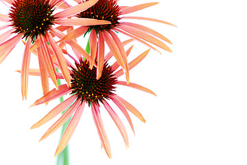 Image showing echinacea flowers