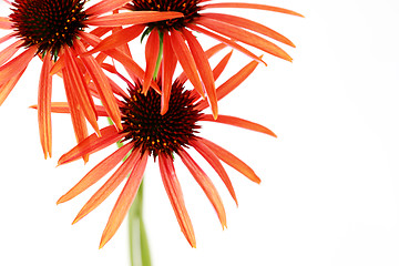 Image showing echinacea flowers