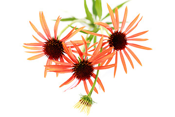 Image showing echinacea flowers