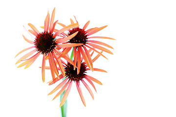 Image showing echinacea flowers