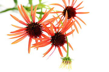 Image showing echinacea flowers