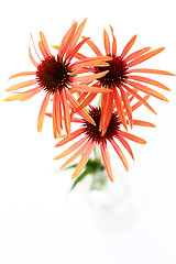 Image showing echinacea flowers