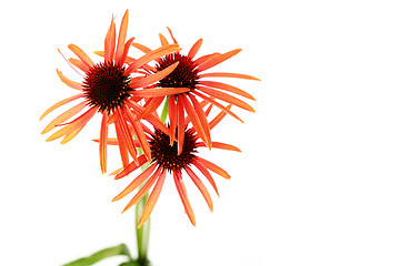 Image showing echinacea flowers