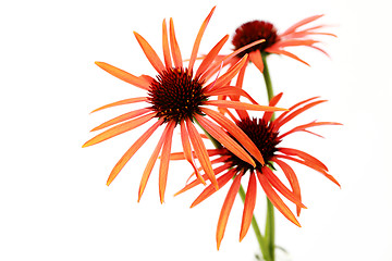 Image showing echinacea flowers