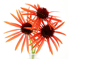 Image showing echinacea flowers