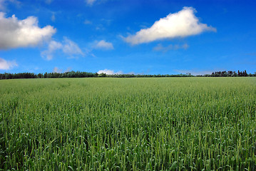 Image showing In fields