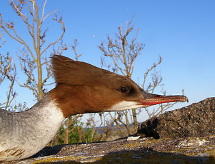 Image showing  Mergus merganser