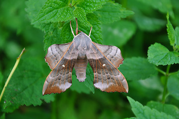 Image showing Poplar Hawk-moth