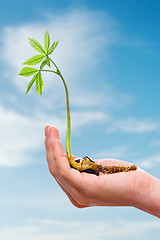 Image showing Chestnut sprout in hand