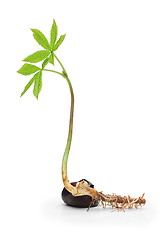 Image showing Chestnut sprout