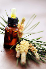 Image showing fir tree essential oil