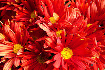 Image showing Red Chrysanthemum Flowers