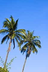 Image showing coconut palm