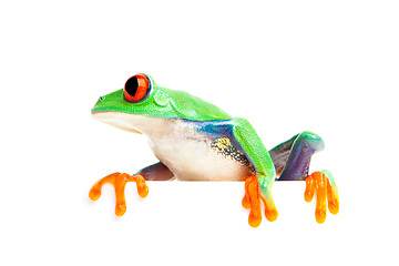 Image showing frog on edge isolated white