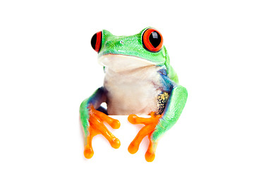 Image showing frog isolated looking over edge