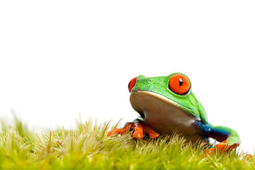 Image showing green frog on moss isolated