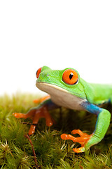 Image showing frog on moss isolated white