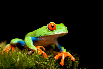 Image showing frog closeup on black