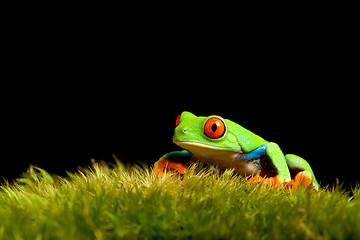 Image showing frog on moss isolated black