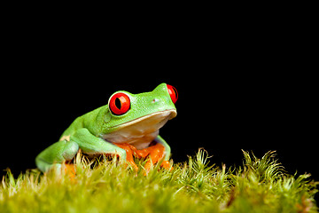 Image showing frog on moss isolated black