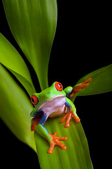 Image showing frog on a plant isolated black