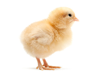 Image showing baby chick isolated on white