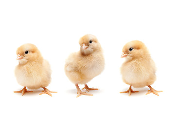 Image showing Baby chicks isolated on white