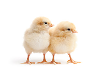 Image showing two young chicks isolated on white