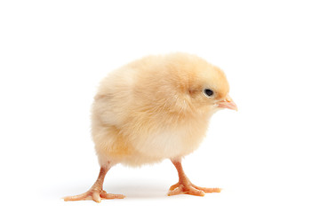 Image showing funky chicken isolated on white