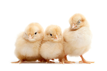 Image showing three cute chicks isolated on white