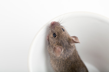 Image showing mouse in a cup