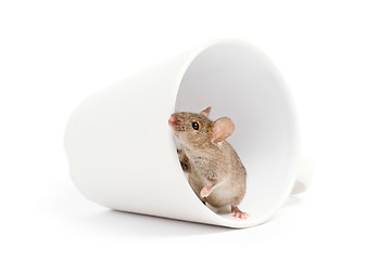 Image showing mouse in a cup isolated on white