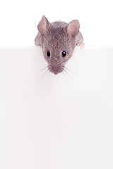 Image showing Mouse looking over edge isolated