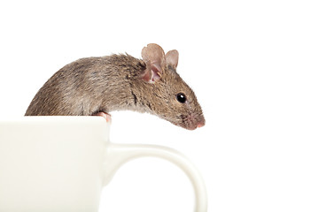 Image showing mouse in a cup isolated on white