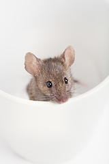 Image showing mouse in a cup