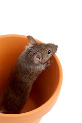 Image showing mouse in pot isolated on white