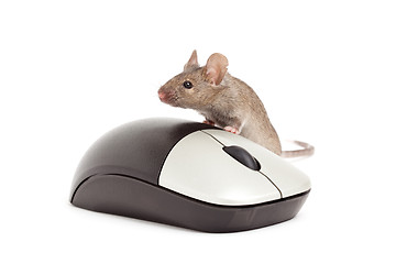 Image showing mouse isolated on white