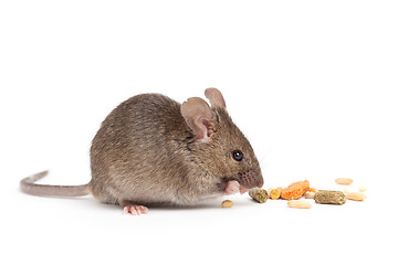 Image showing cute mouse eating isolated on white