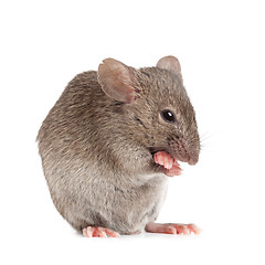 Image showing evil mouse isolated on white