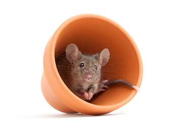 Image showing mouse in pot isolated