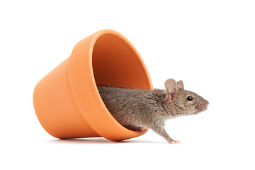 Image showing mouse in a pot isolated on white